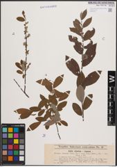 Foto von Salix cinerea L. x Salix repens L.